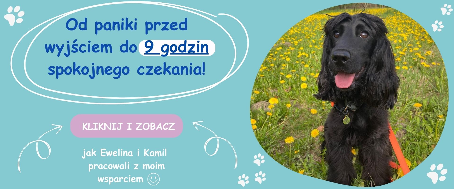 Roma spokojnie odpoczywa podczas spaceru – efekty terapii lęku separacyjnego u psa