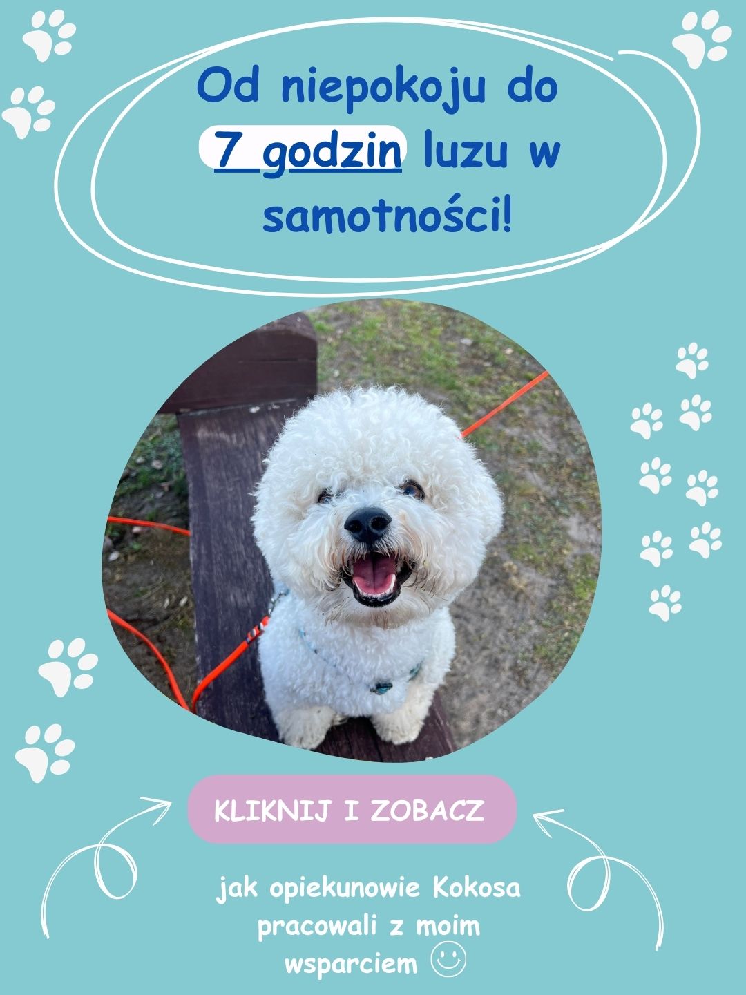 Kokos odpoczywający podczas samotnego pobytu w domu po terapii separacyjnej