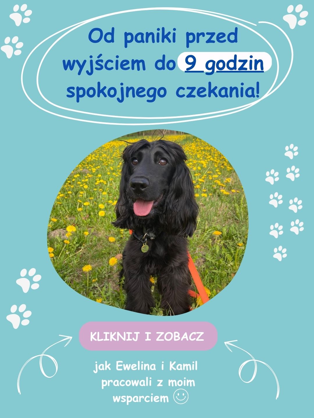 Roma spokojnie odpoczywa podczas spaceru – efekty terapii lęku separacyjnego u psa
