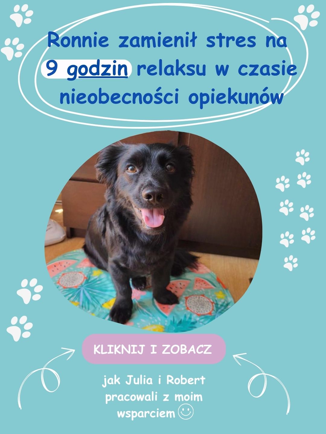 Ronnie zrelaksowany w domu po terapii – pies radzi sobie z samotnością bez stresu