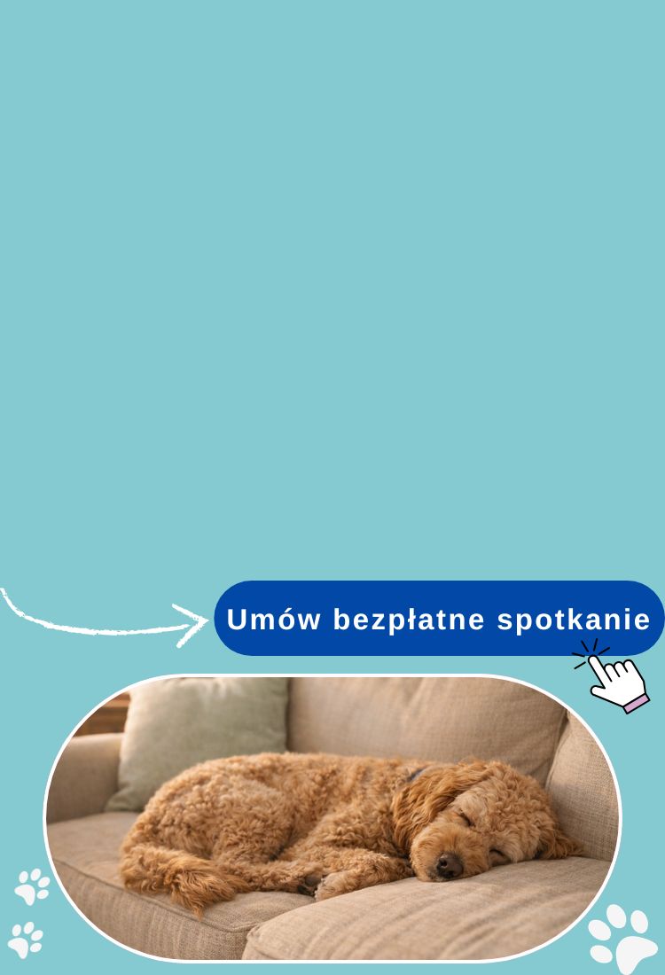 Spokojny pies śpiący sam w domu podczas nieobecności opiekuna