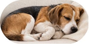 Pies spokojnie śpiący w domu podczas nieobecności opiekuna