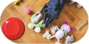 Pies zostawiony sam w domu z jedzeniem lub zabawką