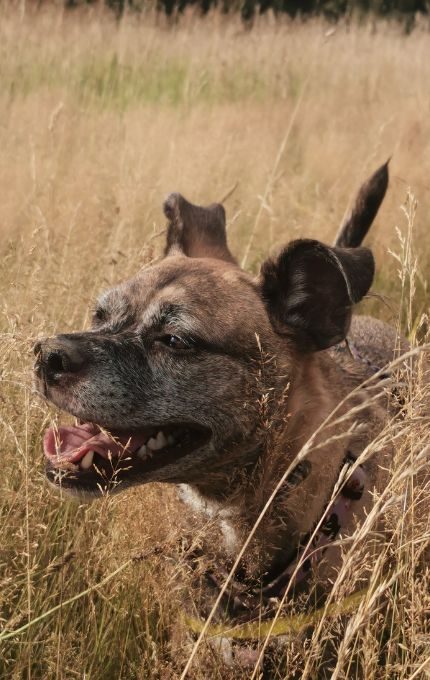 Spokojny pies w otoczeniu natury